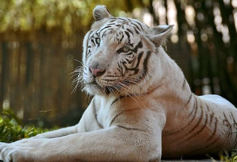 Magnuson Hotel Little Rock South