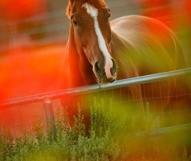 Jw Marriott Scottsdale Camelback Inn Resort & Spa