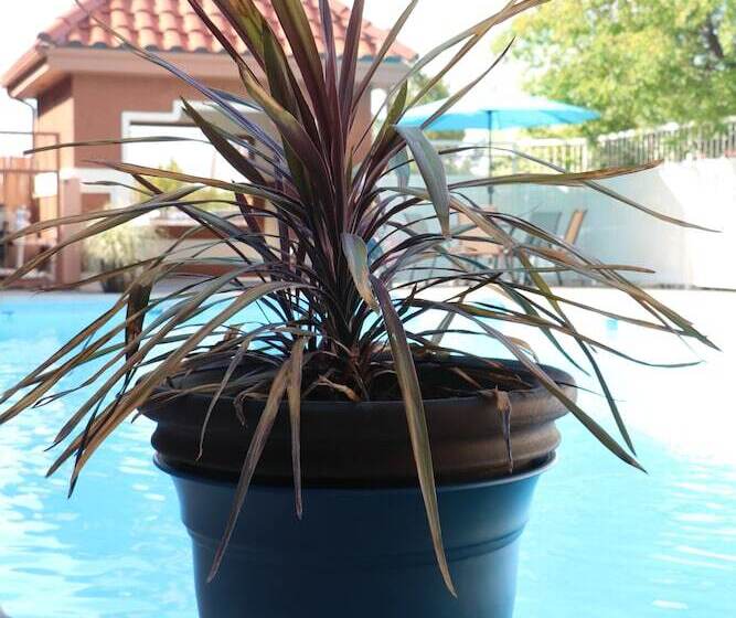 فندق San Mateo Inn