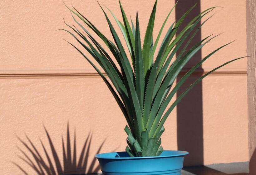 فندق San Mateo Inn