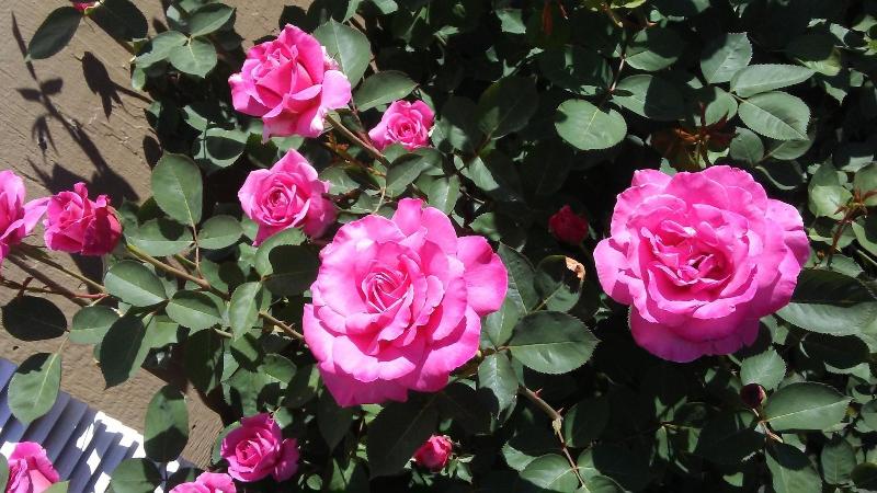 فندق Cedars Inn Lewiston