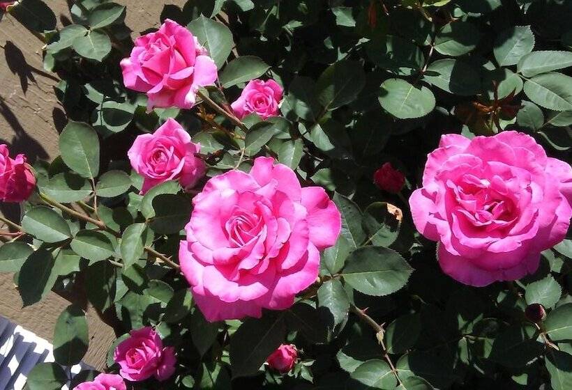 فندق Cedars Inn Lewiston