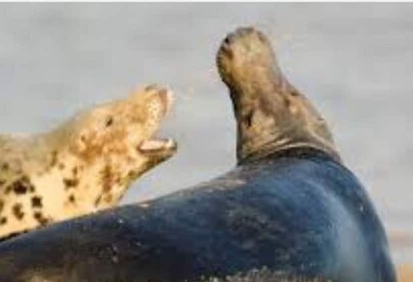 בית מלון כפרי Queen Anne Inn