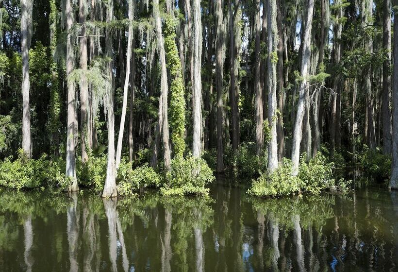 Saddlebrook Golf Resort & Spa Tampa North Wesley Chapel