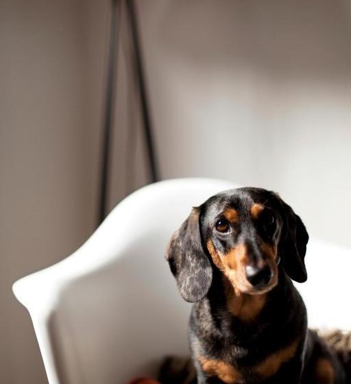 فندق Gravity Haus Jackson Hole