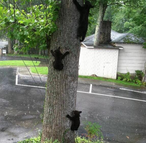 בית מלון כפרי Sidney James Mountain Lodge