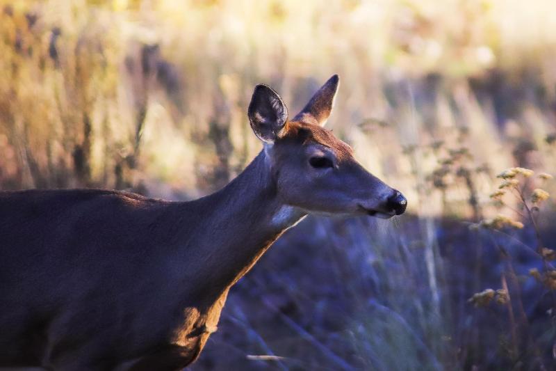 Отель Sun Mountain Lodge