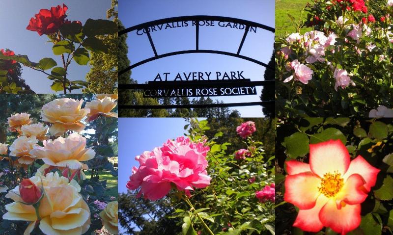 فندق Town House Motor Inn