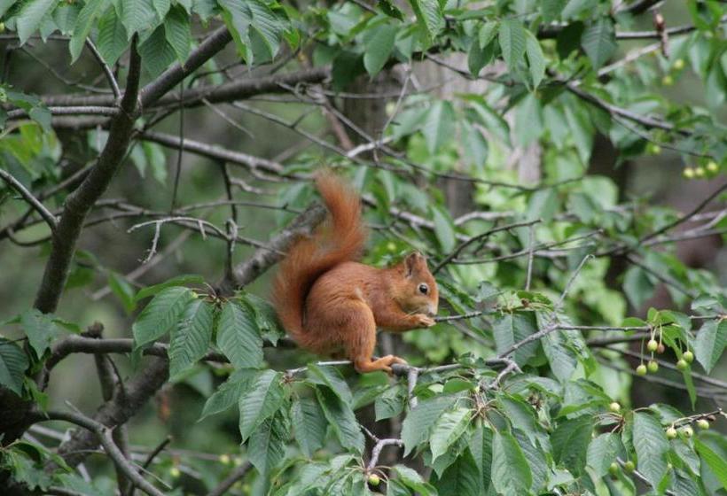 هتل Alma & Castle Hrib