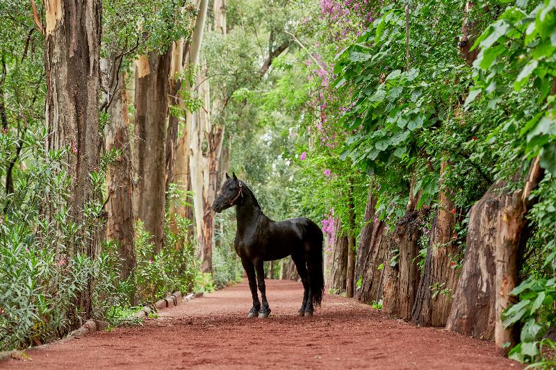فندق Fiesta Americana Hacienda Galindo Resort & Spa