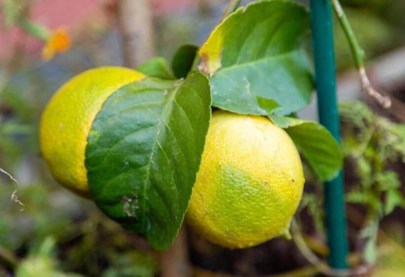 ホテル Garni Dei Fiori