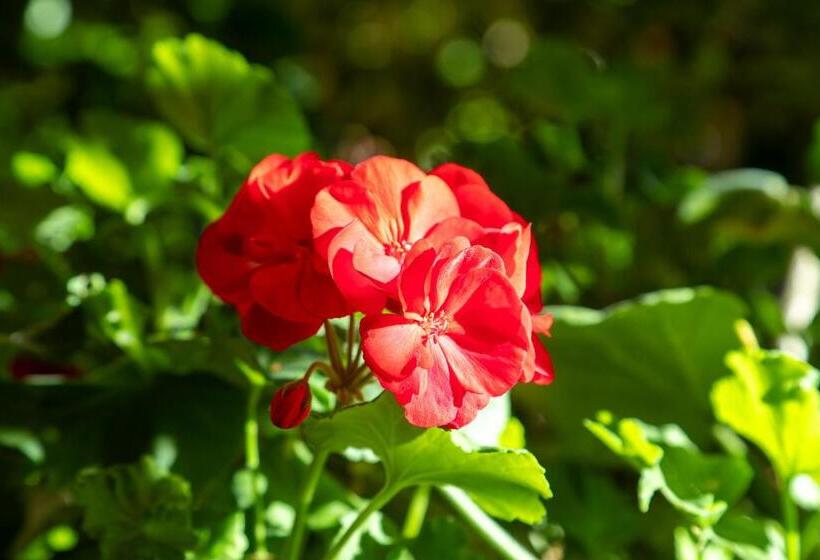 ホテル Garni Dei Fiori