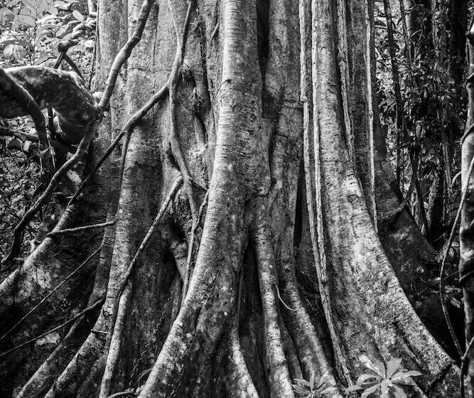 هتل The Datai Langkawi