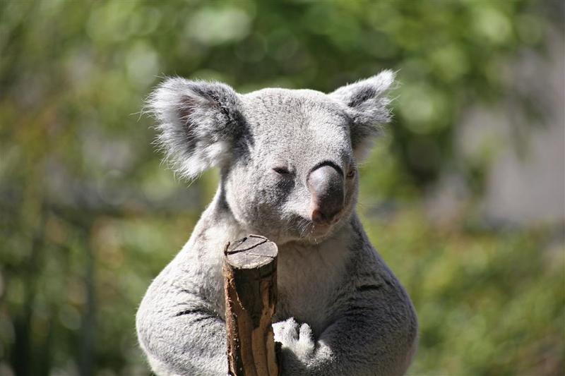 酒店 Sheraton Grand Sydney Hyde Park