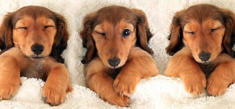 فندق The Essex Resort & Spa