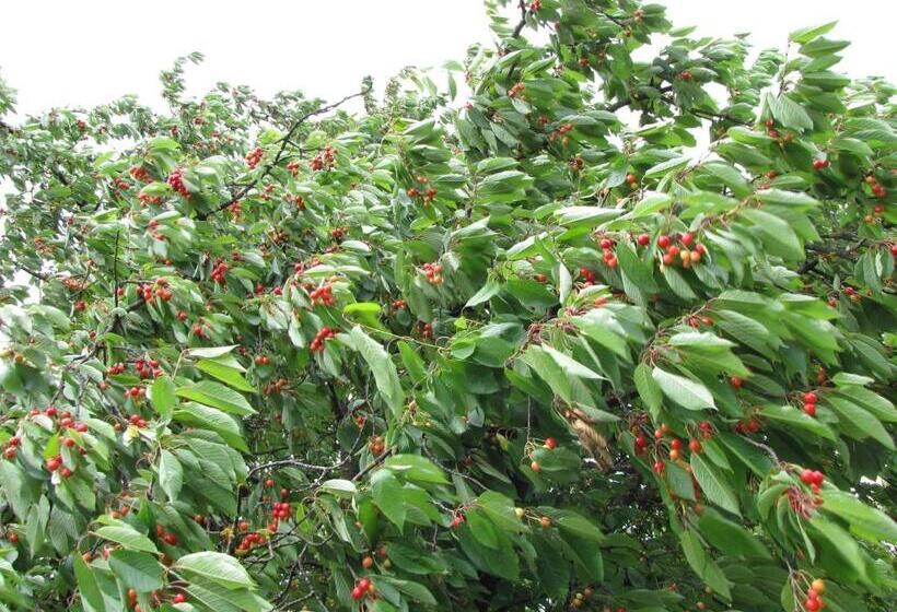 پانسیون Guesthouse Zorko Gostilna Domen