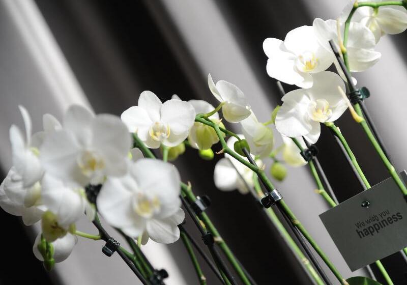 Brasil Suites Boutique