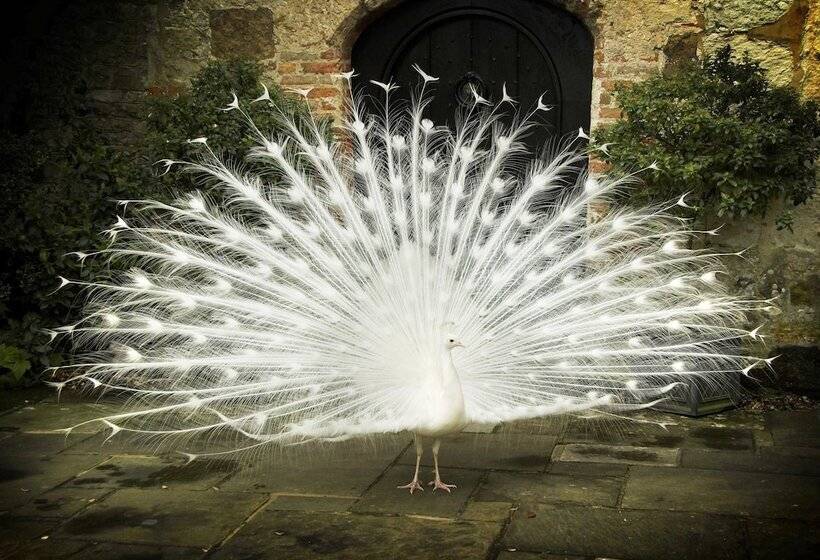 Отель Amberley Castle A Relais & Chateaux