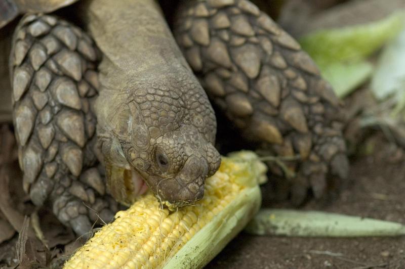 בית מלון כפרי The Gardens