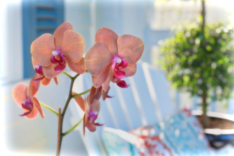 בית מלון כפרי The Gardens