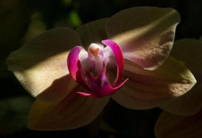 בית מלון כפרי The Gardens