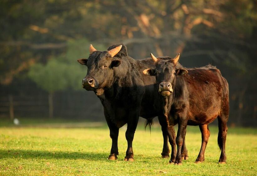 בית מלון כפרי Brijuni Rooms Karmen