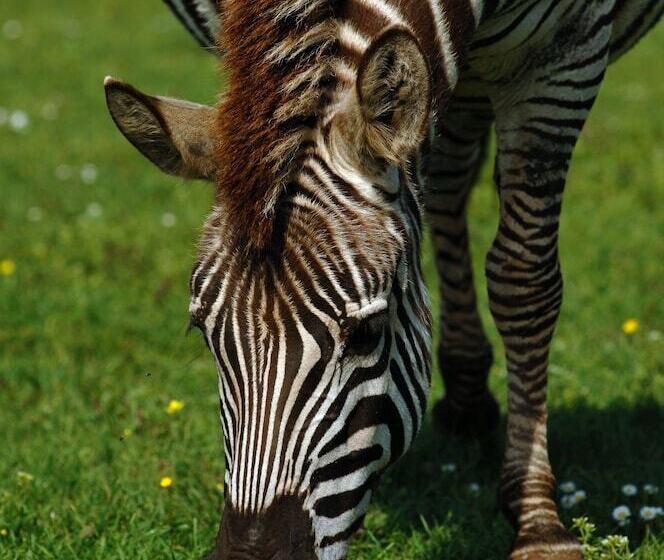 בית מלון כפרי Brijuni Rooms Karmen