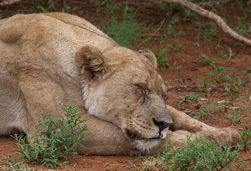 호텔 Madikwe River Lodge