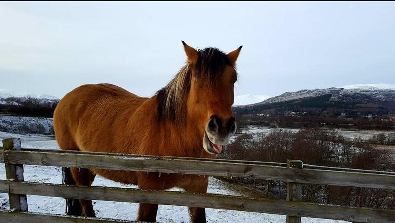 Отель Mcinnes House