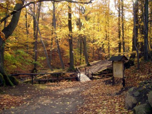 Kurpark Flair Hotel Im Ilsetal