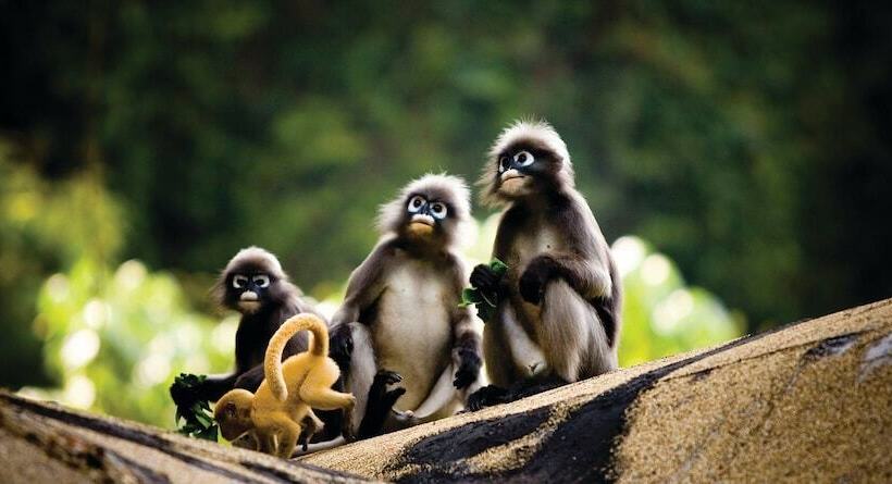 אתר נופש Rayavadee  Sha Extra Plus