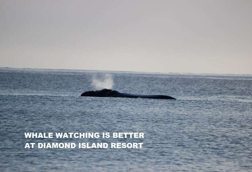 Diamond Island Resort & Bicheno Penguin Show