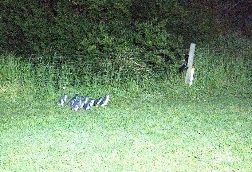 Diamond Island Resort & Bicheno Penguin Show