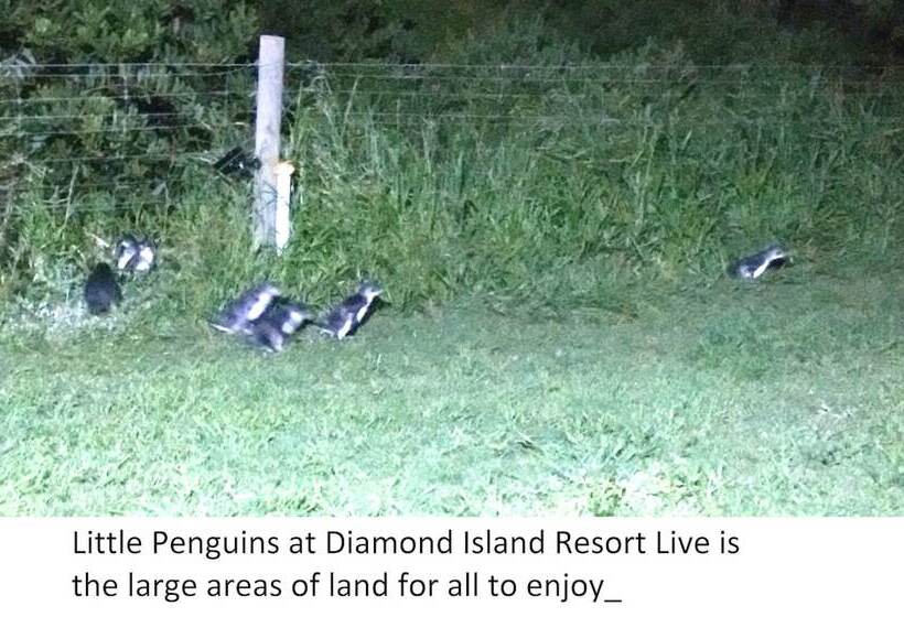 Diamond Island Resort & Bicheno Penguin Show