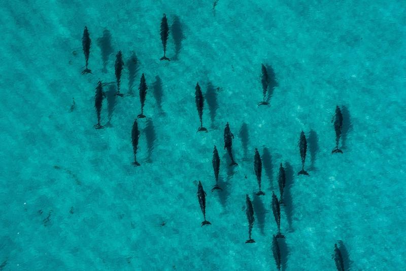 Diamond Island Resort & Bicheno Penguin Show