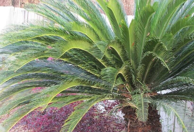 Отель Howard Johnson By Wyndham Tallahassee