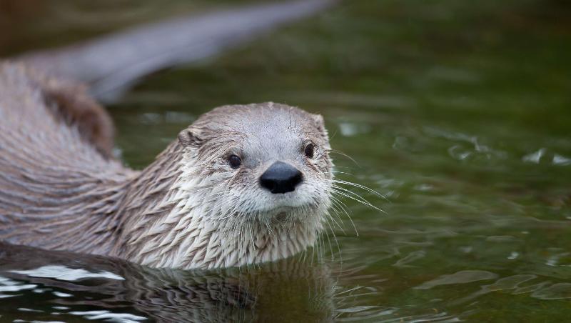فندق The Catrina