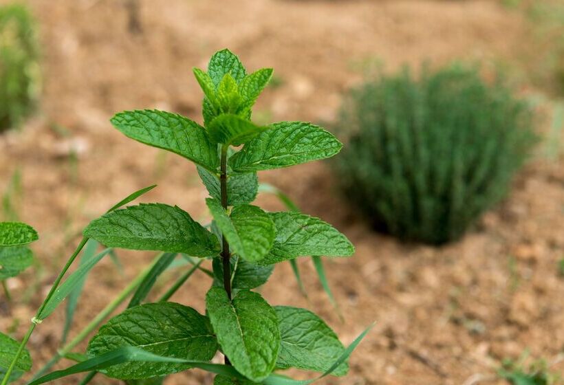 酒店 The Originals City, Hôtel La Belle étape, Brignoles