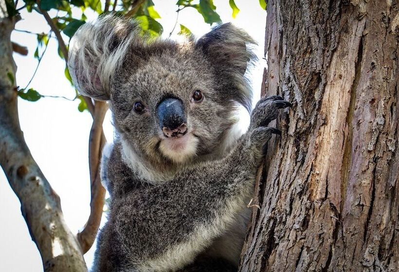 Lorne Bay View Motel