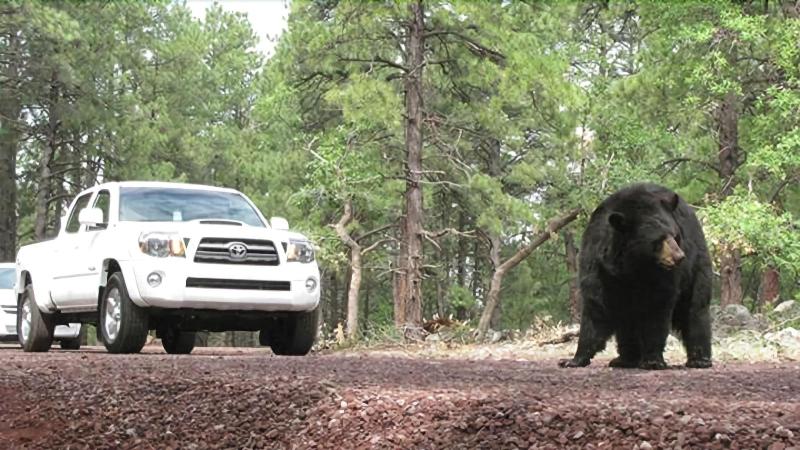 Мотель Star Route 66 Grand Canyon
