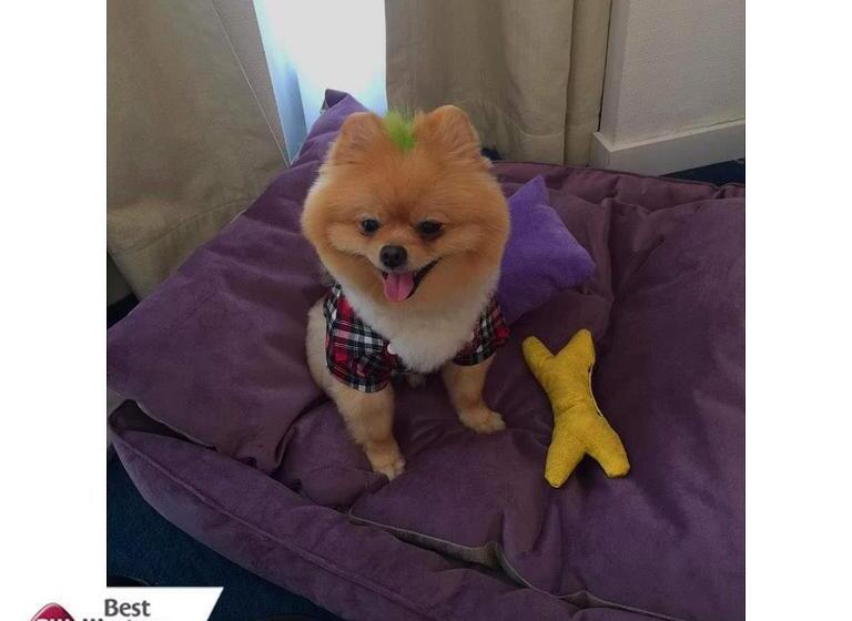 Best Western Plus Hotel Konak