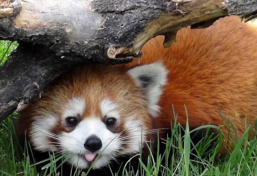 בית מלון כפרי Best Western Plus Village Park Inn