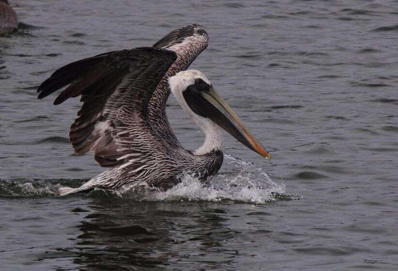 מוטל Marina Inn & Suites Chalmettenew Orleans