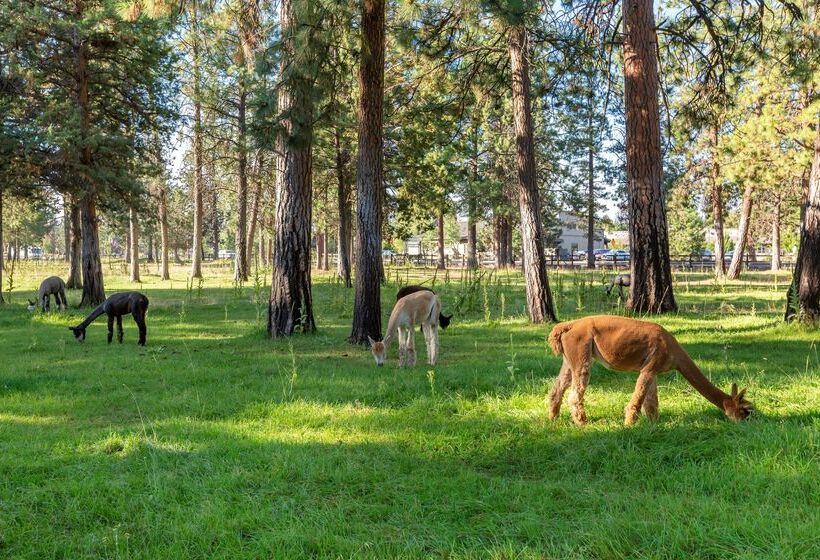 فندق Best Western Ponderosa Lodge