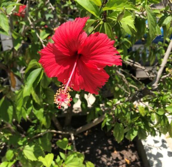 Отель Corona Del Mar