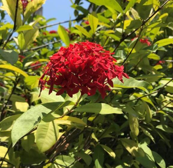 Отель Corona Del Mar