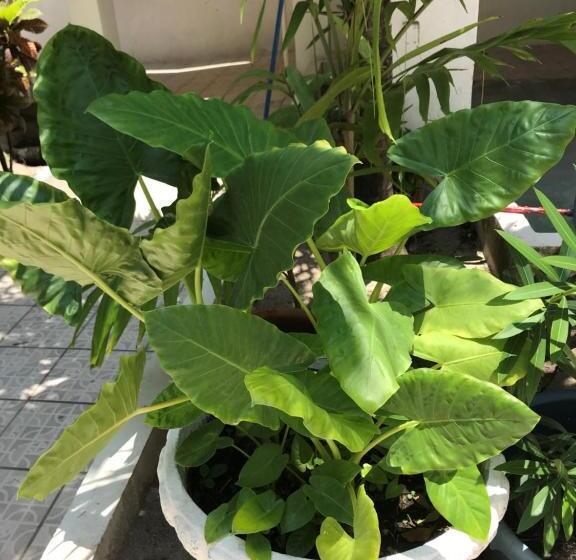 Отель Corona Del Mar