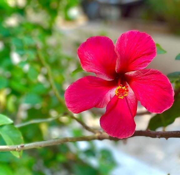 Отель Corona Del Mar