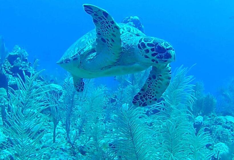 Отель Corona Del Mar