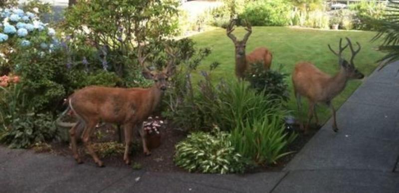 호텔 Dashwood Manor Seaside Bed & Breakfast